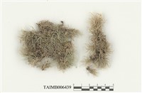 藏品(白髮苔屬)的圖片